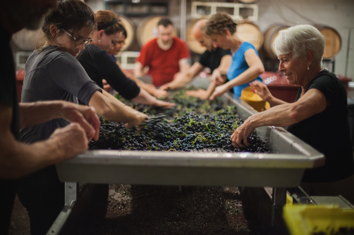 Hands sorting wine grapes at the crush table among ENSO's barrels