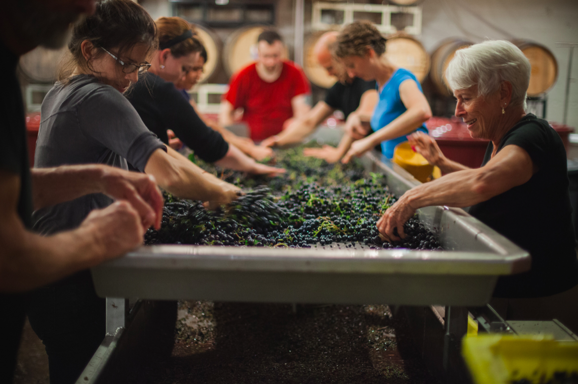 Friends and family elbow-deep in grapes at the sorting table, barrels stacked behind them at harvest time